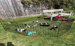 Jack Russell dogs for sale: Gorgeous Jack Russell Puppies - Image 5