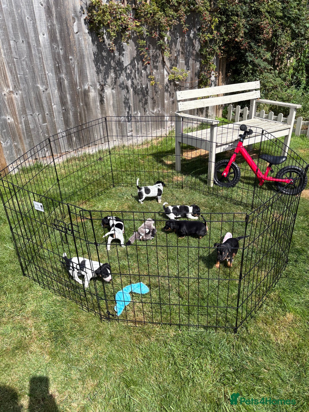 Jack Russell dogs for sale: Gorgeous Jack Russell Puppies - Image 5