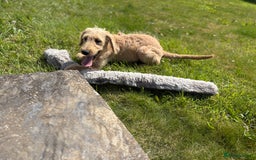 Labradoodle dogs for sale: F1 Standard Labradoodles in Aberystwyth - Image 4