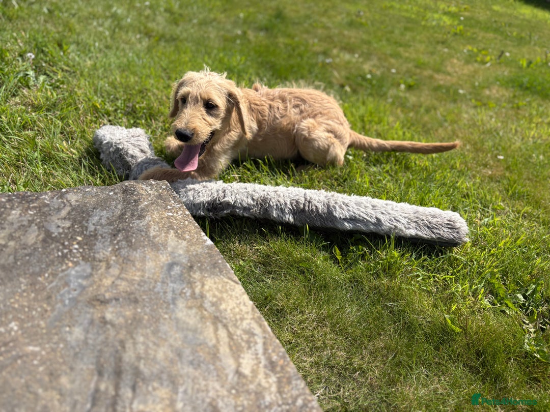 Labradoodle dogs for sale: F1 Standard Labradoodles in Aberystwyth - Image 4