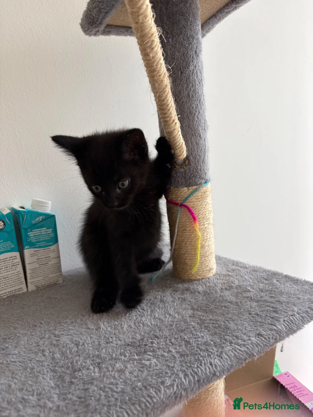 Mixed Breed cats for sale: Miss  - Advert 2