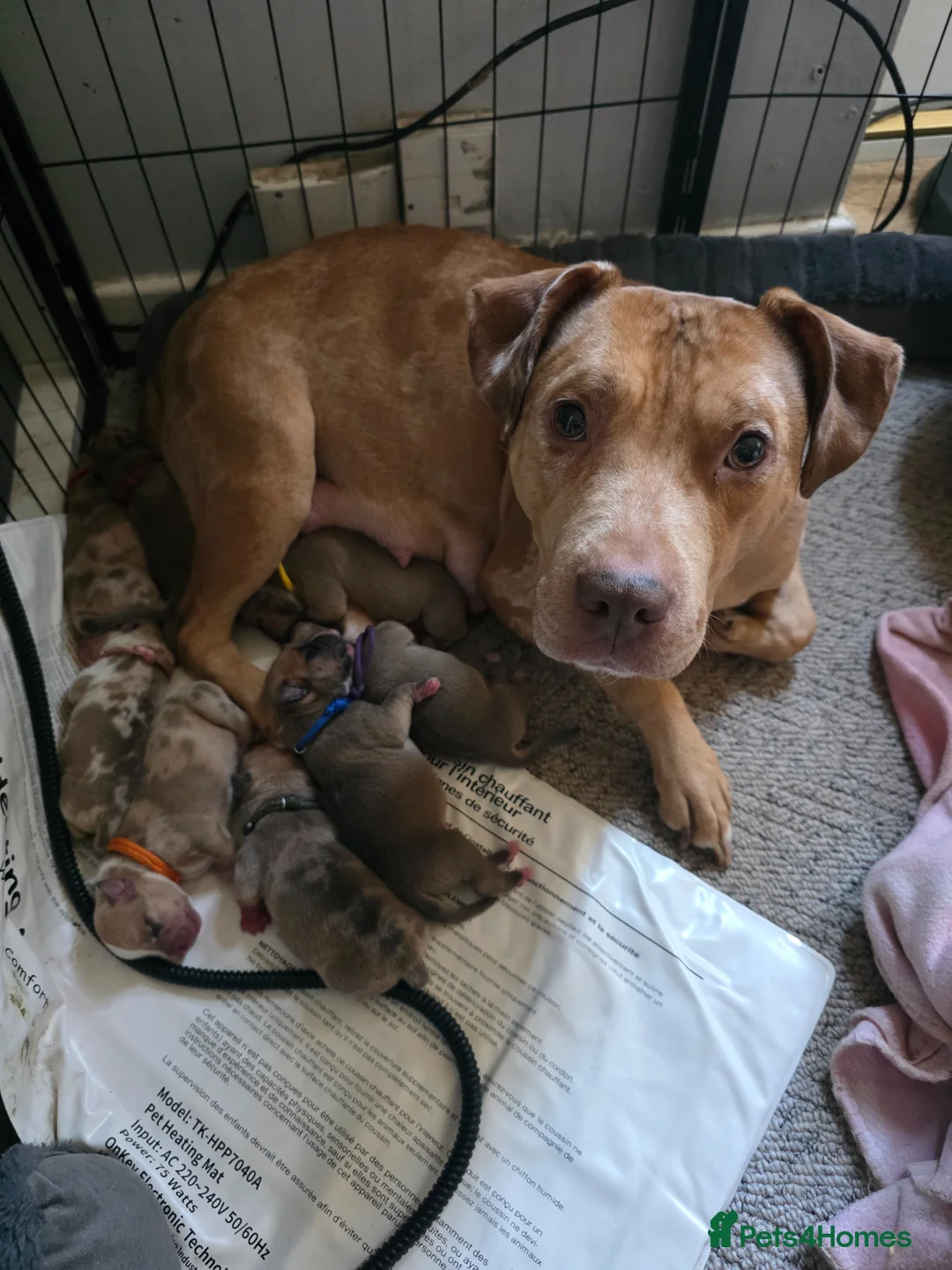 Mixed Breed dogs for sale: Puppies for sale  - Advert 1