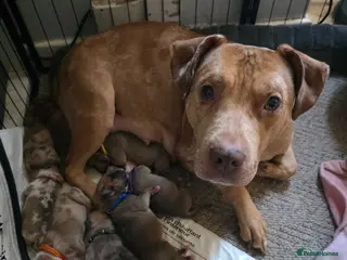 Mixed Breed dogs Puppies for sale - Advert 1