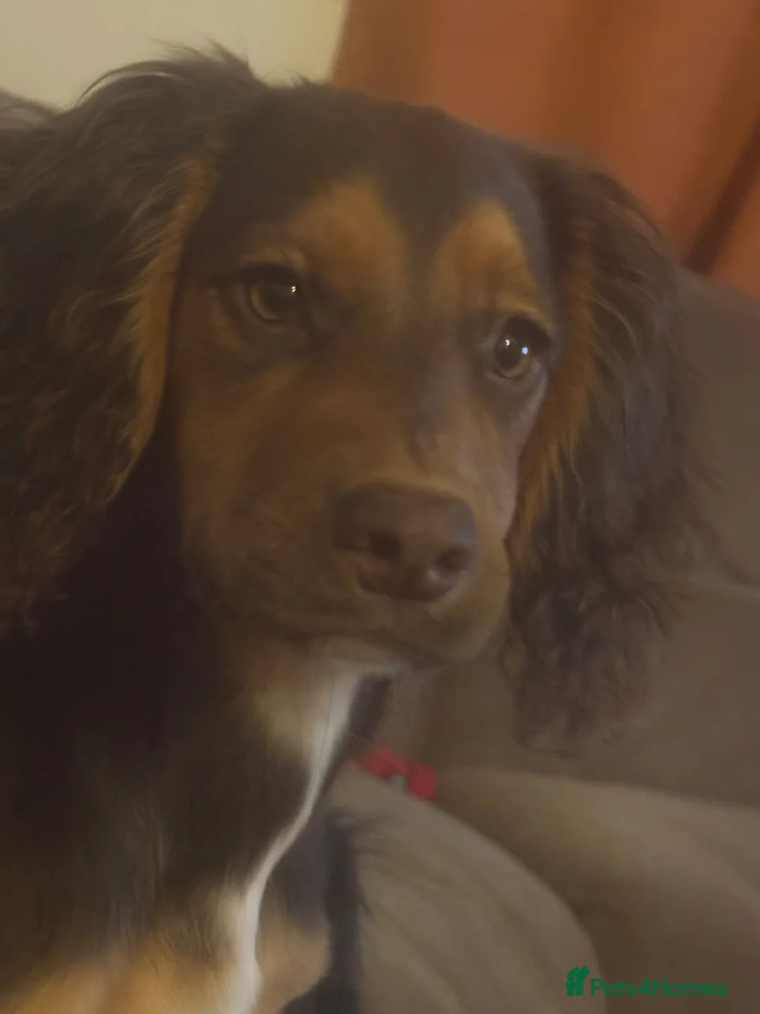 Cocker Spaniel dogs for sale: Stunning cocker spaniel in ELY - Advert 1
