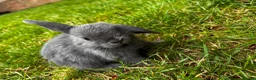 Mini Lop rabbits for sale: 2 Blue Baby Mini Lops - Advert 5