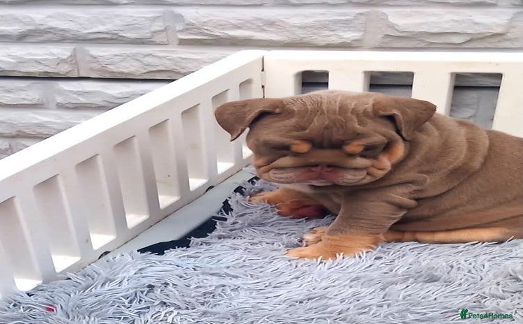 English Bulldog dogs - Advert 4