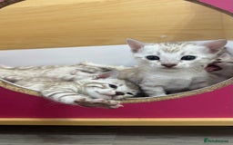 Bengal cats for sale: 😻OUTSTANDING SHOW BENGALS. SHOW WINNING PARENTS🏆 - Image 24
