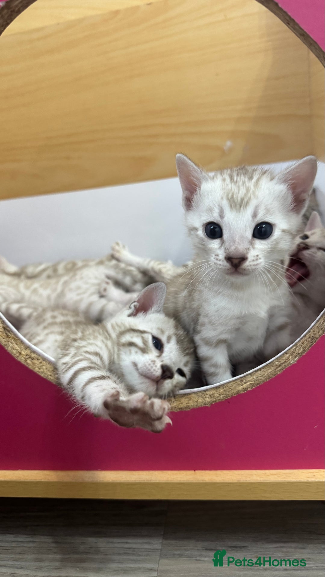 Bengal cats for sale: 😻OUTSTANDING SHOW BENGALS. SHOW WINNING PARENTS🏆 - Image 24