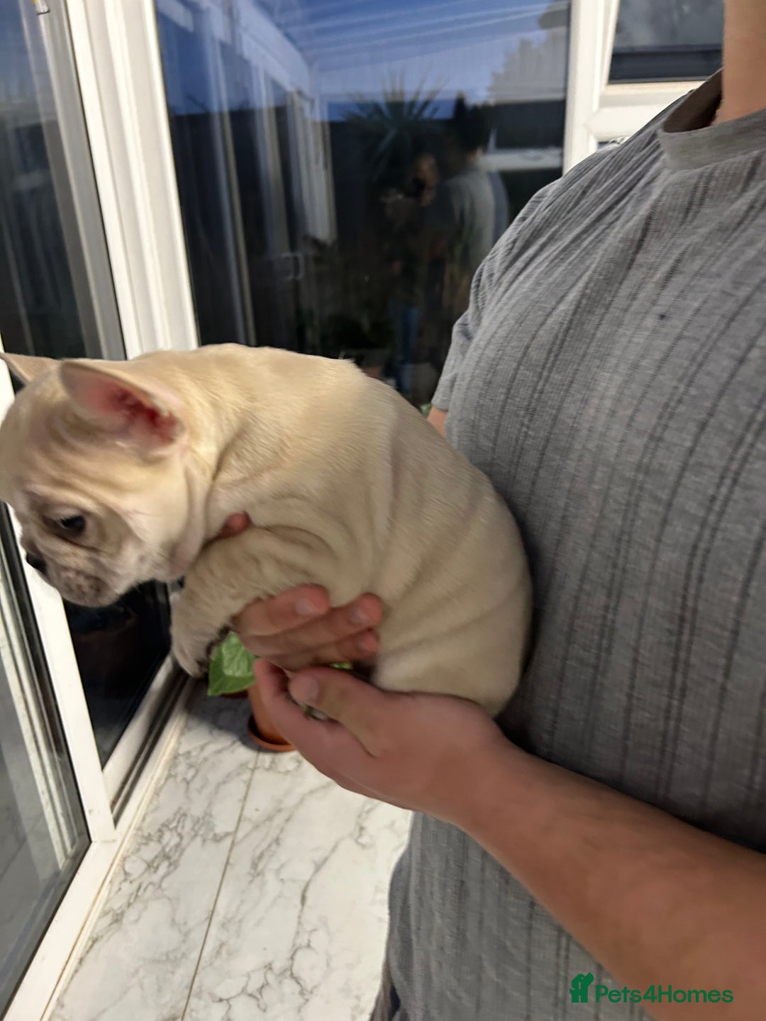 French Bulldog dogs for sale: 3 Extremely beautiful French bull terriers kc reg  - Advert 2
