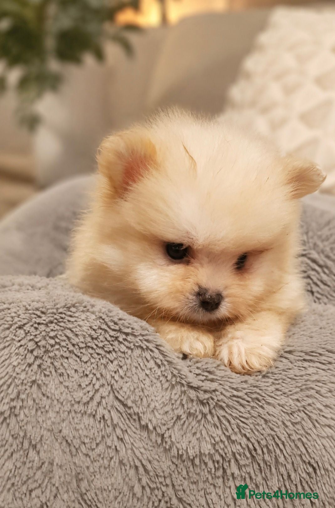 Pomeranian dogs Beautiful Pomeranian Puppies  - Advert 10