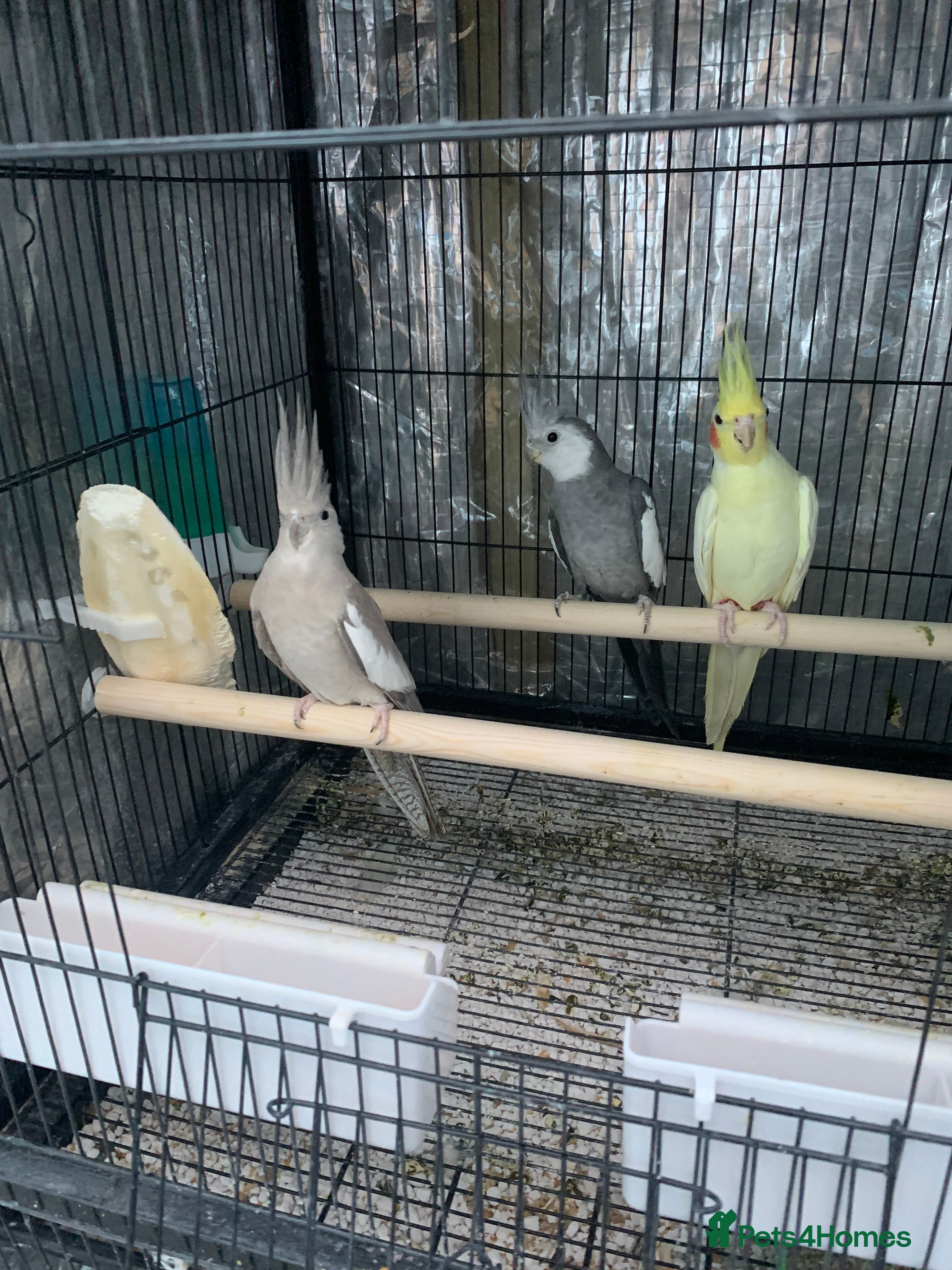 Cockatiels birds Cockatiel birds for sale - Advert 5