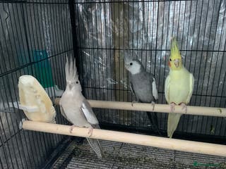 Cockatiels birds Cockatiel birds for sale - Advert 4
