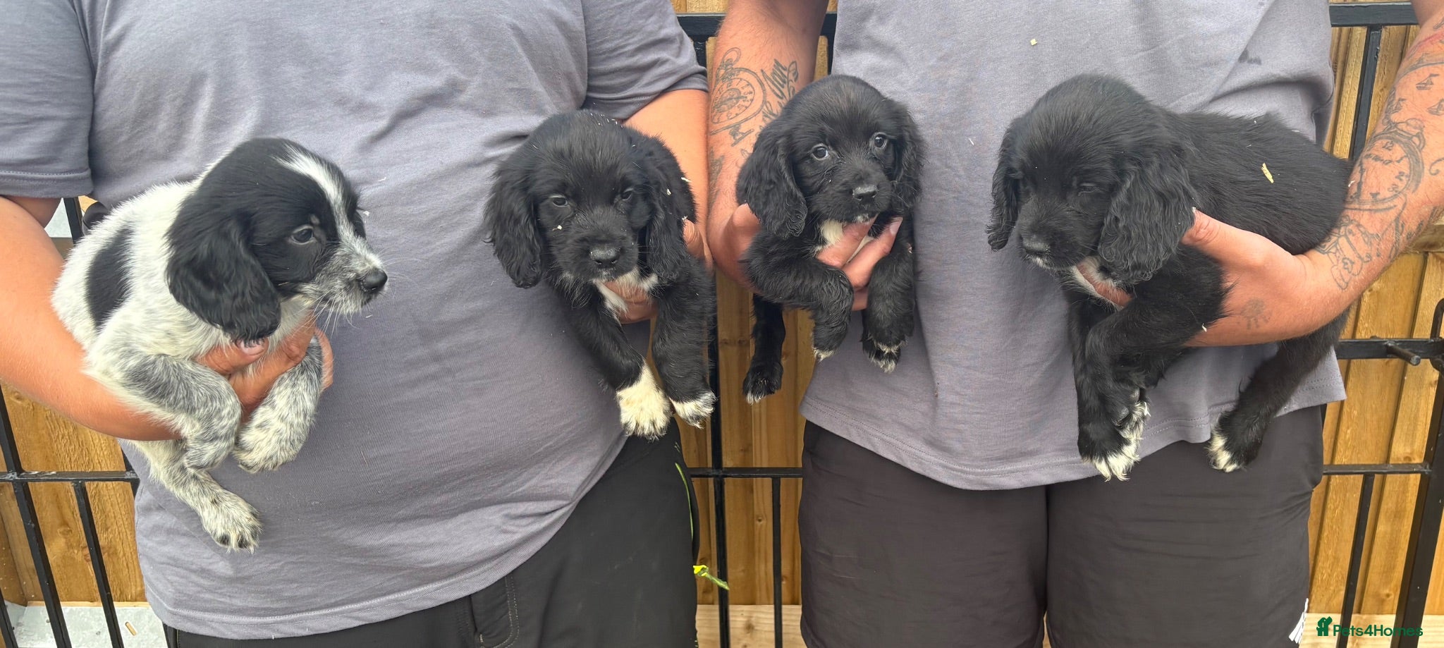 Sprocker dogs 4 Male Sprocker Spaniel  - Advert 1