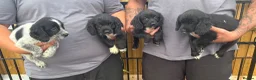 Sprocker dogs for sale: 4 Male Sprocker Spaniel  - Advert 1