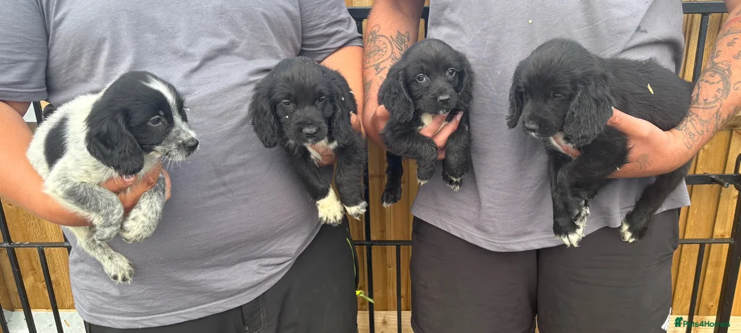 Sprocker dogs for sale: 4 Male Sprocker Spaniel  - Advert 1