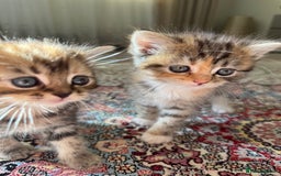 Persian cats for sale: mixed persian & bombay kittens  in Maidstone - Image 10