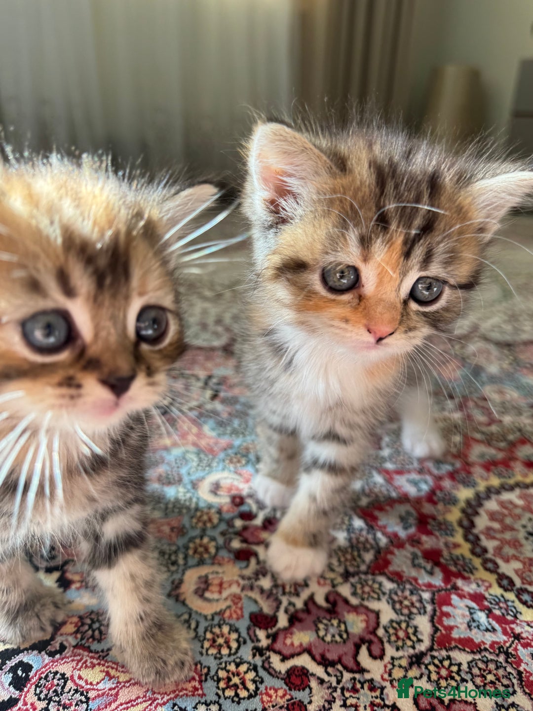 Persian cats for sale: mixed persian & bombay kittens  in Maidstone - Image 10