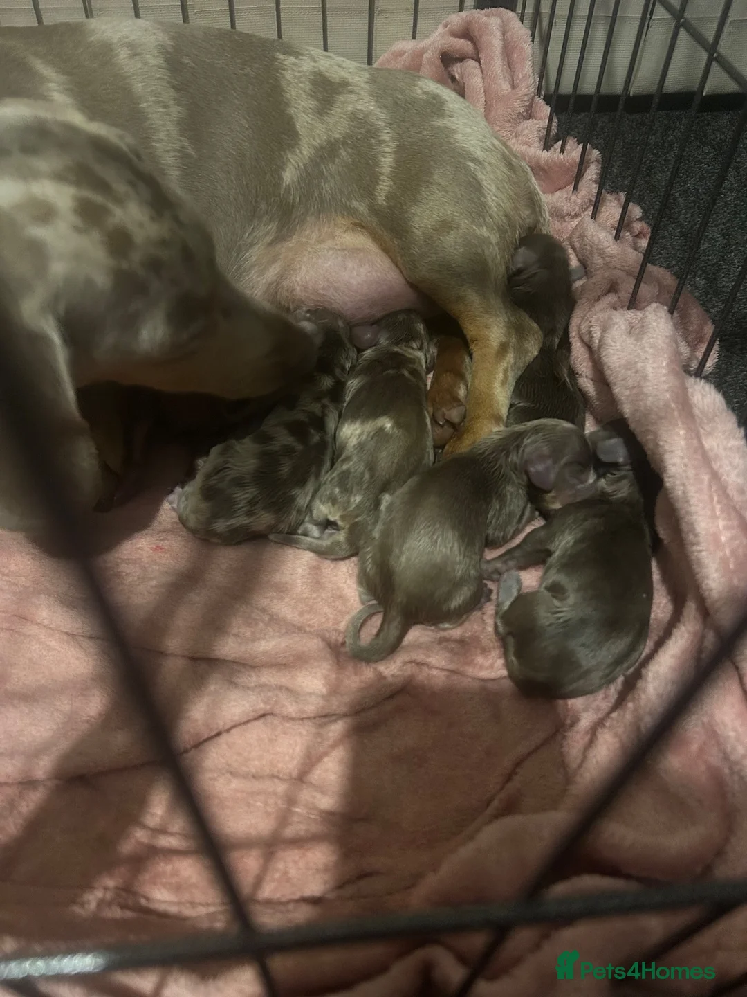 Miniature Dachshund dogs for sale: Miniature dachshund in Stoke-on-Trent - Advert 10