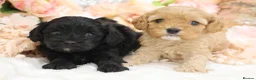 Cavapoo dogs for sale: Health Tested Cavapoos by Licensed Breeder - Advert 13