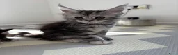 Maine Coon cats for sale: TICA Registered Maine Coon Kittens. Reserve please - Advert 9