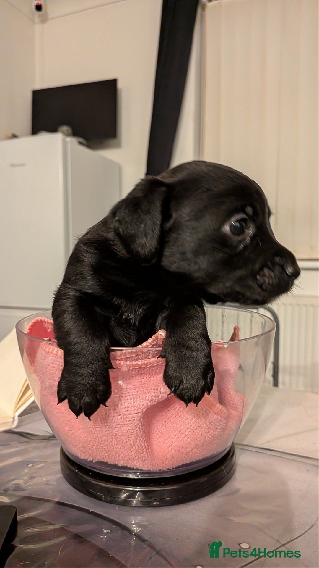 Mixed Breed dogs for sale: Puppies: Cocker Spaniel/Jack Russell  - Advert 13