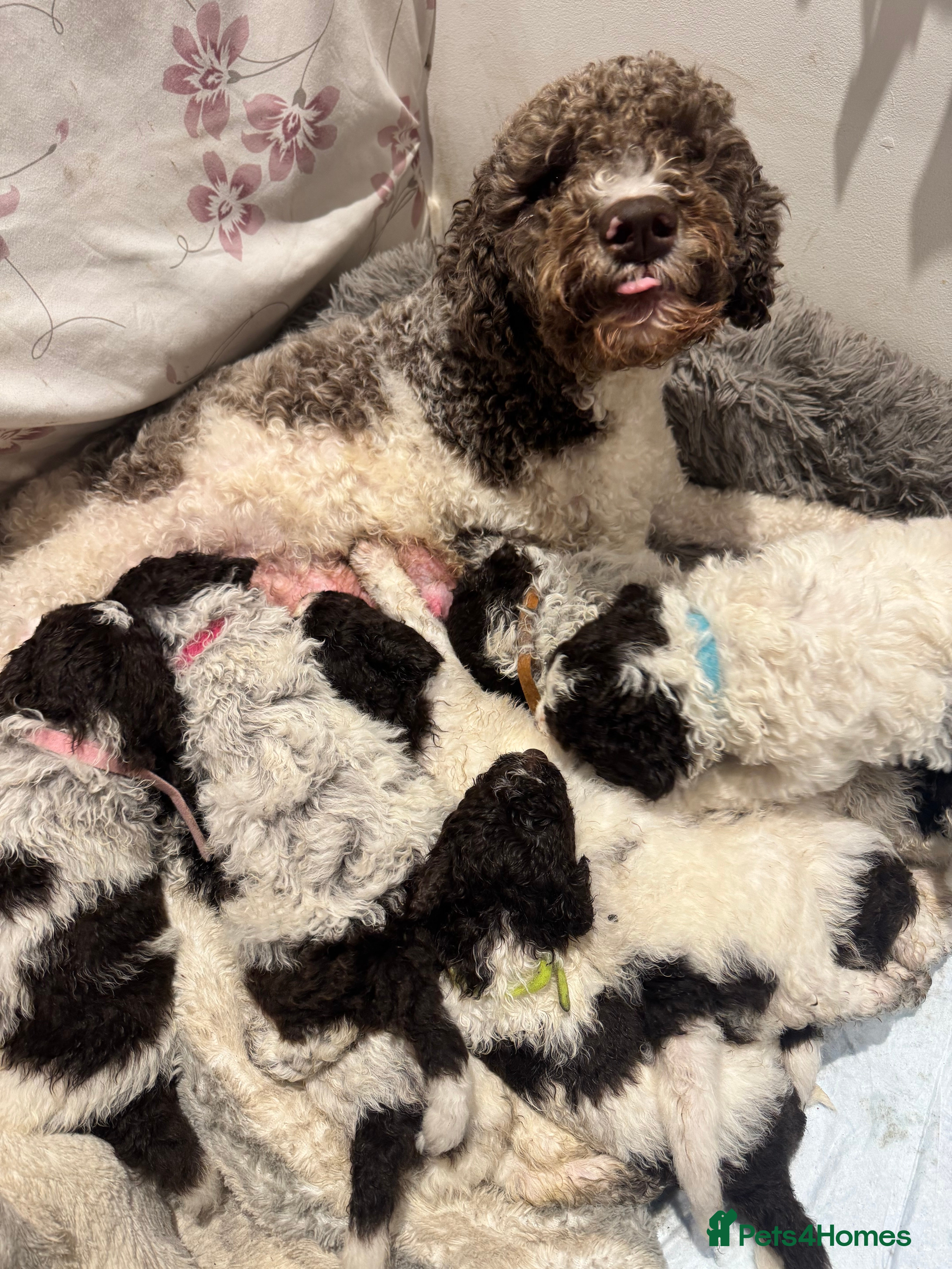 Lagotto Romagnolo dogs Lagotto Romagnolo Pups – Family raised environment - Advert 2