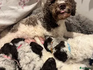 Lagotto Romagnolo dogs Lagotto Romagnolo Pups – Family raised environment - Advert 2