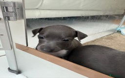 Italian Greyhound dogs for sale: Classic Italian greyhound babies  - Image 20