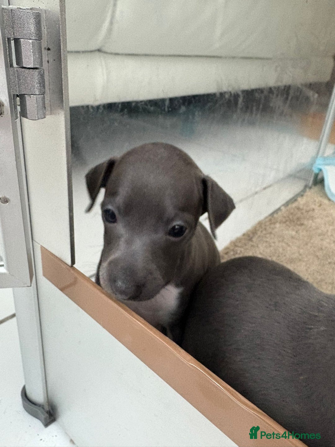 Italian Greyhound dogs for sale: Classic Italian greyhound babies  - Image 20