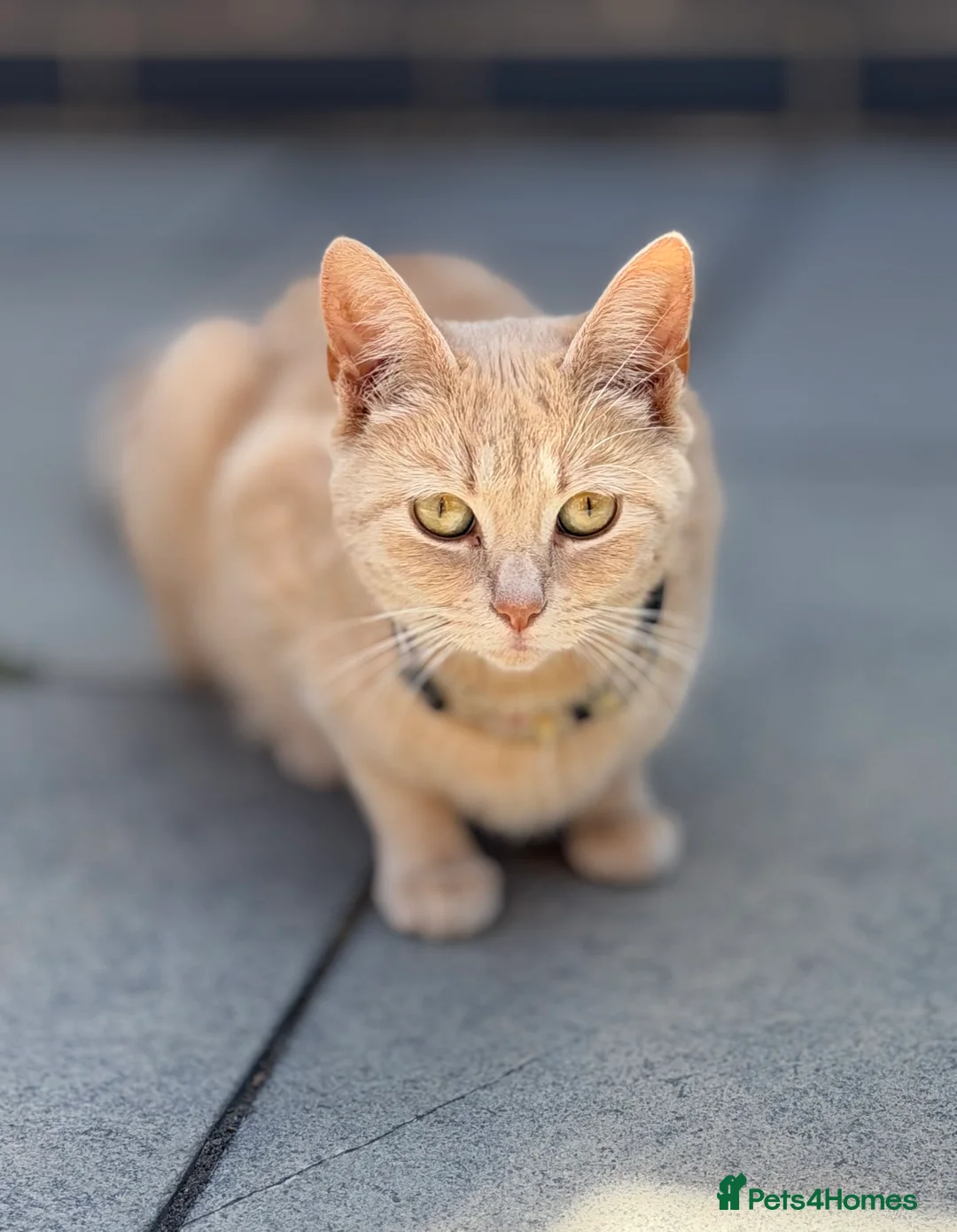 Mixed Breed cats for sale: 3 Beautiful Kittens in Mansfield  - Advert 2