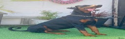 Dobermann dogs for sale: Dobermann Bitch 3 1/2 years old - Advert 2