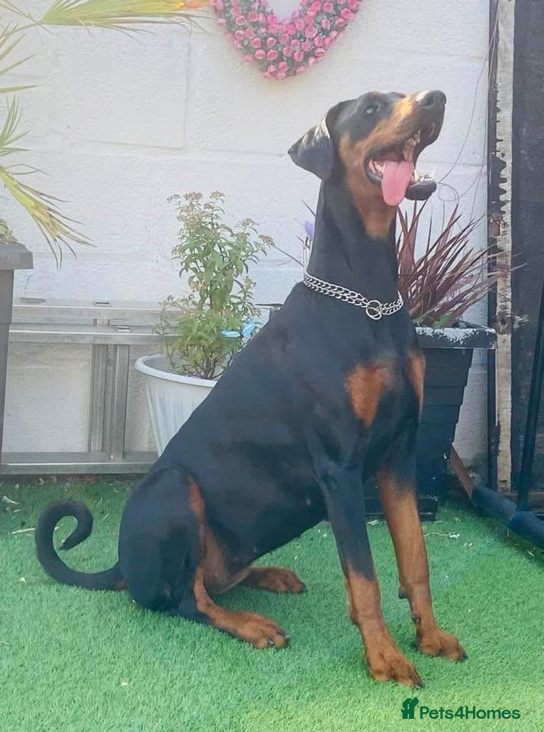 Dobermann dogs for sale: Dobermann Bitch 3 1/2 years old - Advert 2