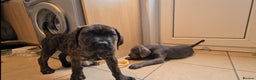 Cane Corso dogs for sale: READY TO LEAVE! OUTSTANDING CANE CORSO PUPPIES! - Advert 12