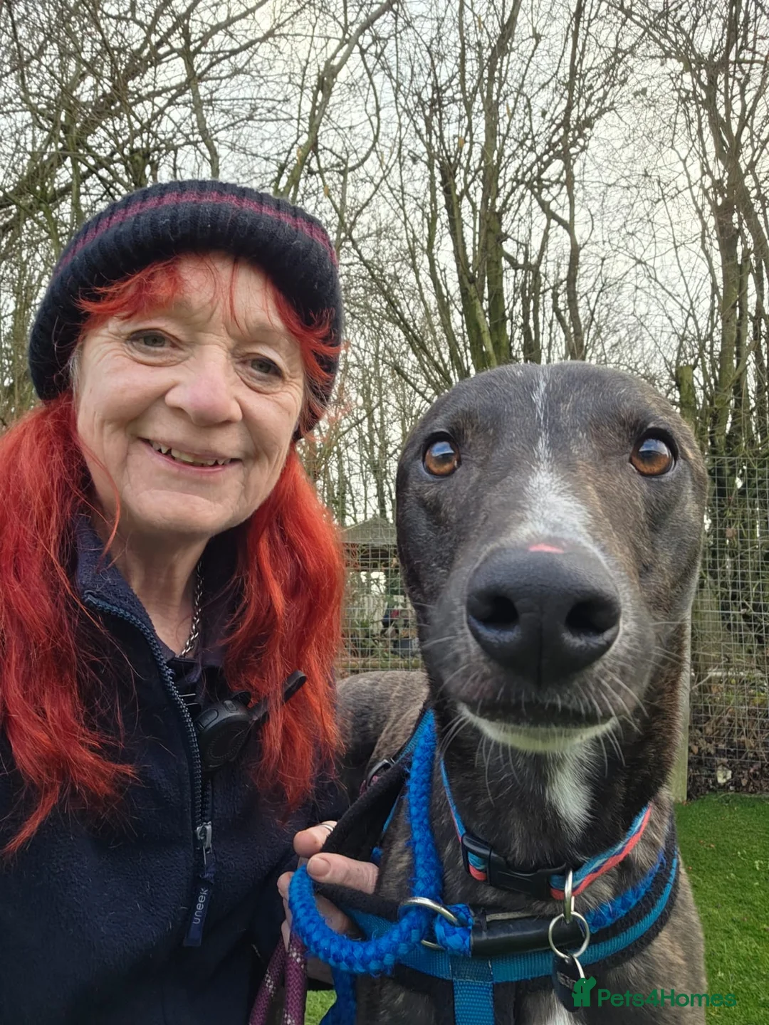 Lurcher dogs for adoption: Splash - Advert 2