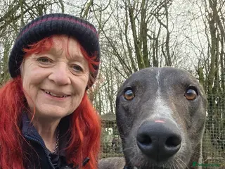 Lurcher dogs Splash - Advert 11