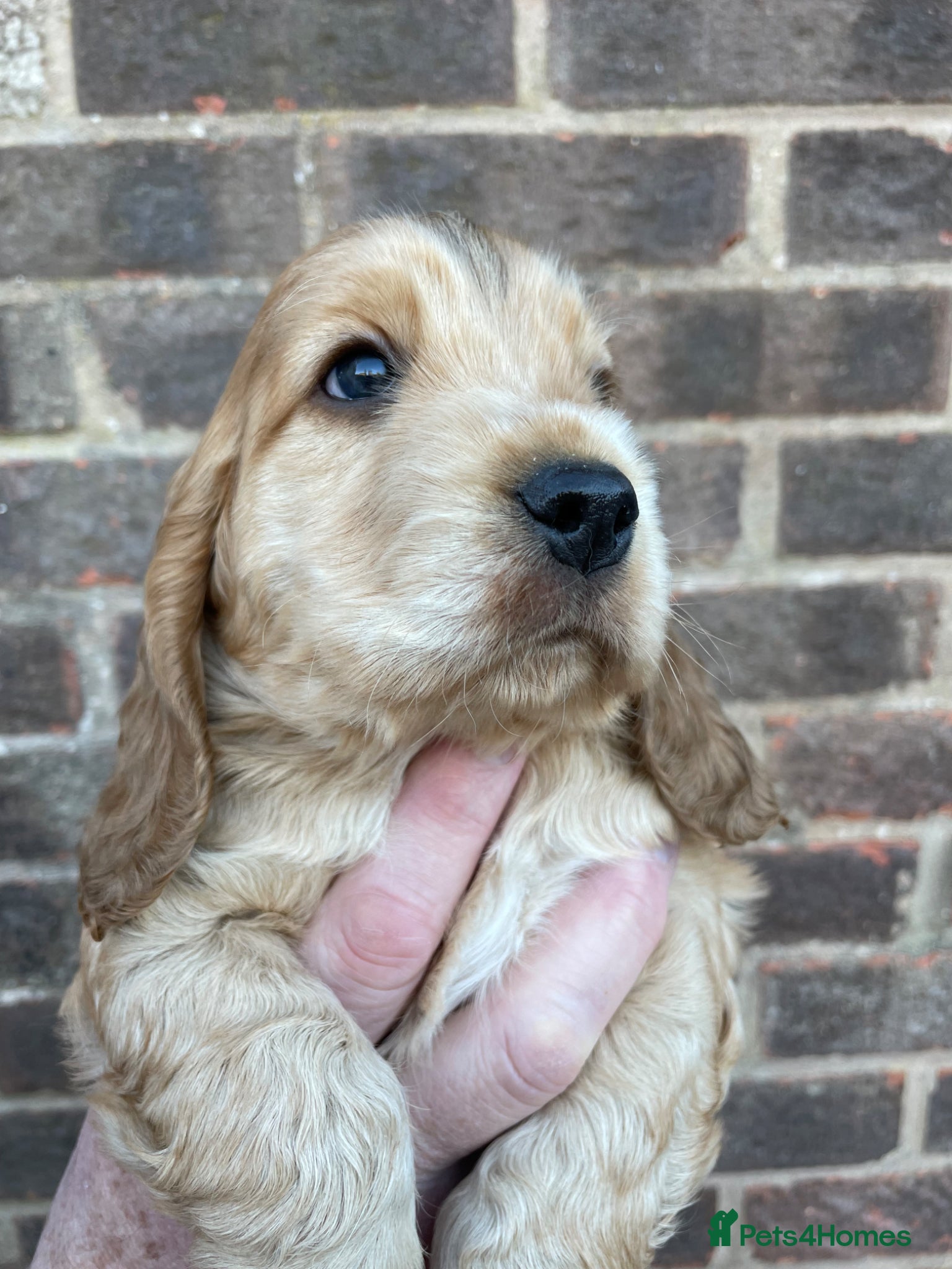 Cocker Spaniel dogs Beautiful Sable puppy  - Advert 4
