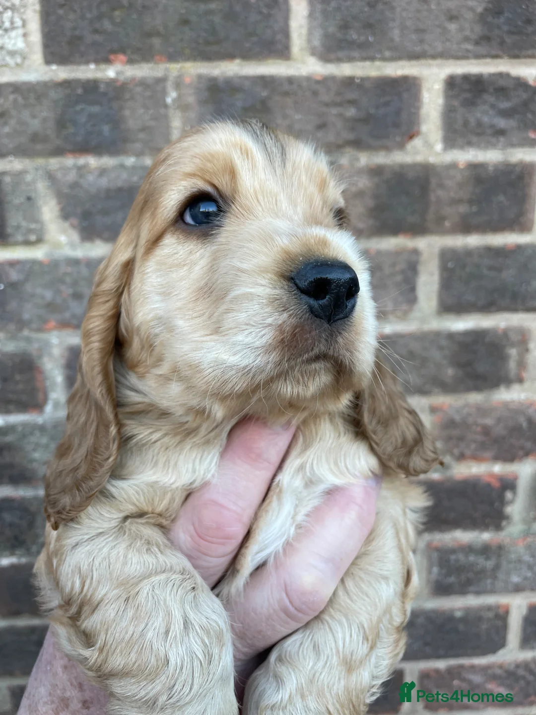 Cocker Spaniel dogs for sale: Beautiful Sable puppy  - Advert 1
