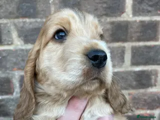 Cocker Spaniel dogs Beautiful Sable puppy - Advert 4