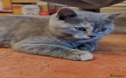 Scottish Fold cats for sale: Only 1 🐱 left.Scottish fold x BSH kittens - Image 18