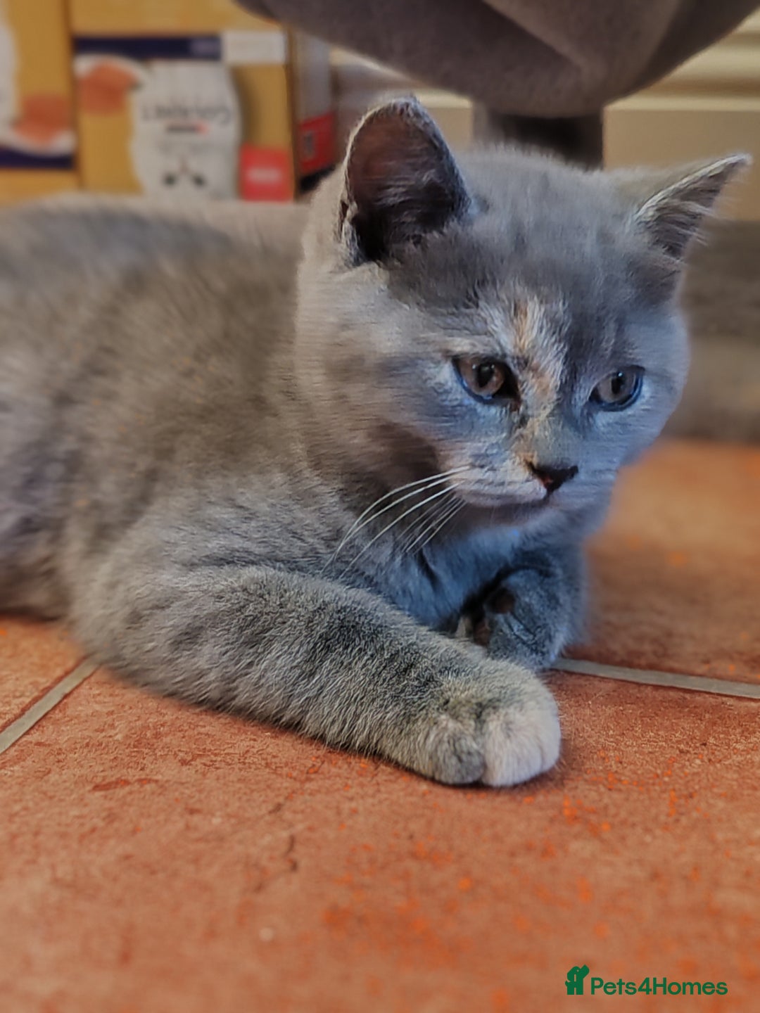 Scottish Fold cats for sale: Only 1 🐱 left.Scottish fold x BSH kittens - Image 18