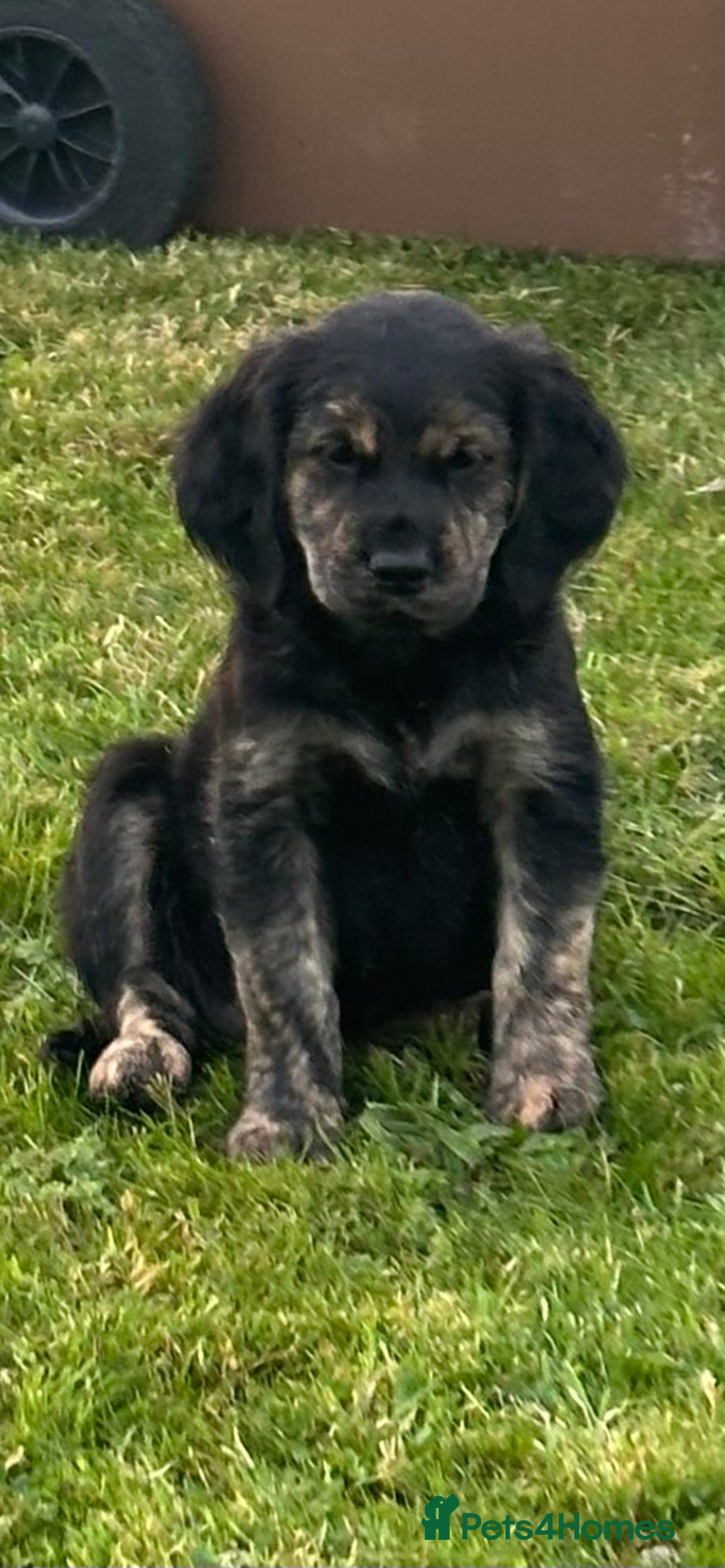 Mixed Breed dogs for sale: 3 beautiful pups ready for their forever homes  - Image 6