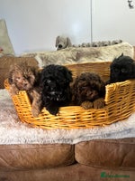 Shihpoo dogs stunningly gorgeous shihpoos - Advert 1