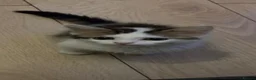 Mixed Breed cats for sale: Female kitten - Advert 2