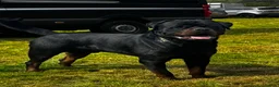 Rottweiler dogs for stud: Alfie  - Advert 5