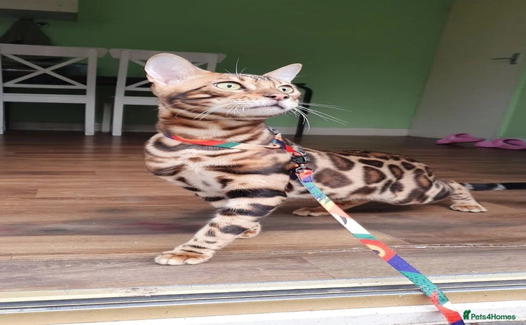 Bengal cats Bengal Cat - Advert 1