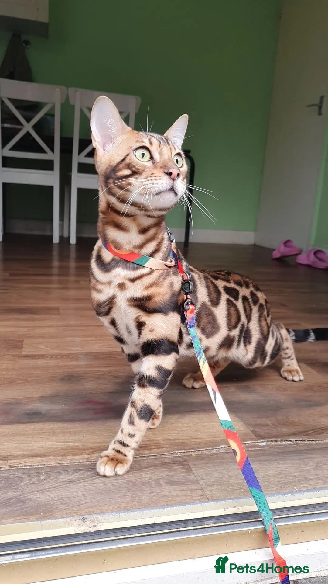 Bengal cats for sale: Bengal Cat - Advert 1