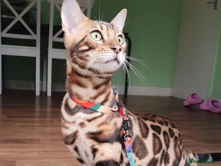 Bengal cats for sale: Bengal Cat - Advert 1