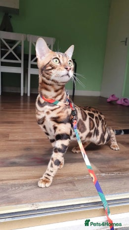 Bengal cats Bengal Cat - Advert 1