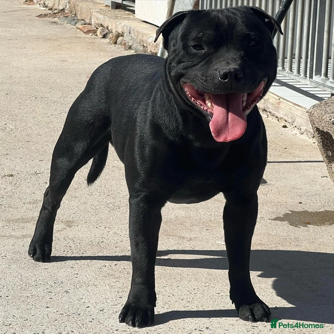 Staffordshire Bull Terrier dogs for stud: Black carrying blue stafford stud PHPV tested in Carlisle - Advert 9
