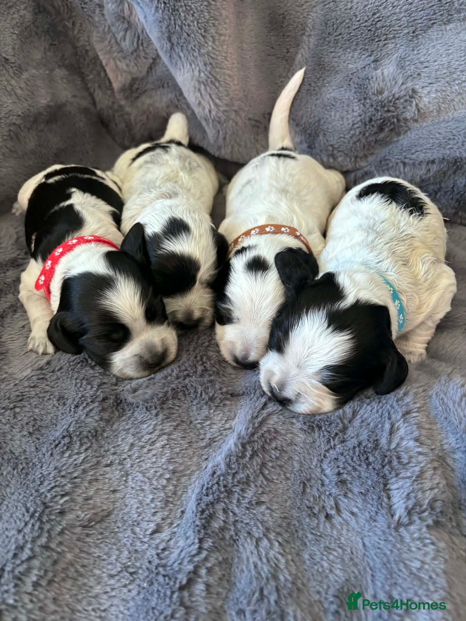 Cocker Spaniel dogs Working cocker spaniel puppies blue roan  - Advert 12